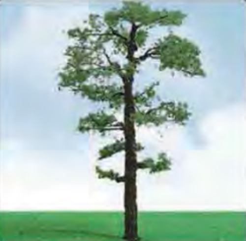 Model Scenery: JTT Scot Pine Trees 50- 57mm (3)