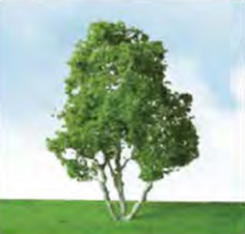 Model Scenery: JTT Snow Gum Tree 152mm (1)