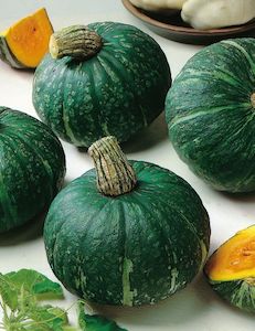 Propagation: Pumpkin Buttercup