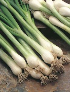Propagation: Spring Onion White Lisbon Winter Hardy