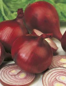 Propagation: Onion Early Californian Red