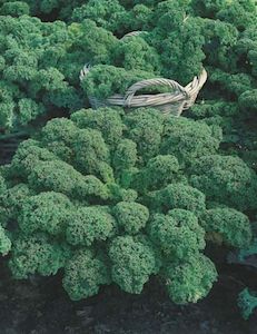 Propagation: Kale Dwarf Green Curled