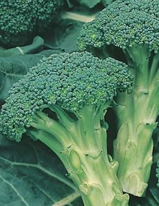 Broccoli Italian Sprouting