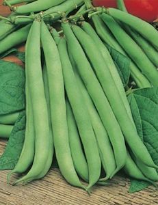 Propagation: Bean, Dwarf Gourmet Delight