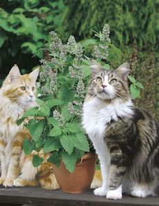 Seeds: Catnip