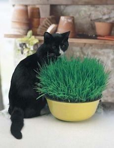 Seeds: Cat Grass