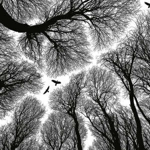 Anaglypta: Winter Forest Mural - 260 cm High x 384cm Wide