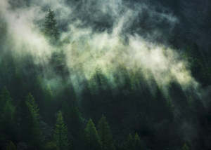 Tree Wallpaper: Misty Crowns - Custom Sized Wallpaper Mural (per m2)