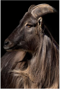 Glass Art: Alexander Glass Art