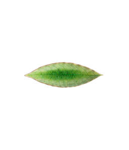 Costa Nova - Riviera Leaf Plate