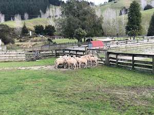 inner-city-pickup: Transport to Sheep World