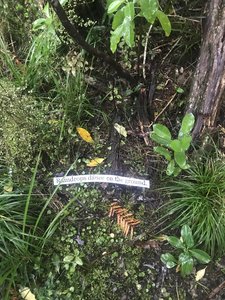 Words from the Ngāhere - Sat 16th August - The Light Library