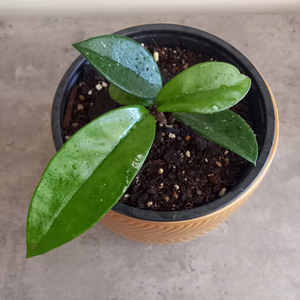 Products: Hoya Carnosa S 15cm - The Little Things