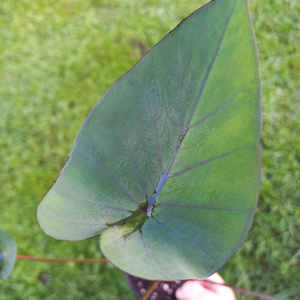 Colocasia 'Coffee Cups' S 10cm - The Little Things