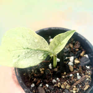 Products: Monstera Laniata 'Mint' S 7cm - The Little Things