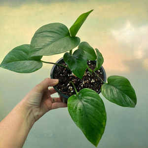 Jade Pothos M 15cm Pot - The Little Things
