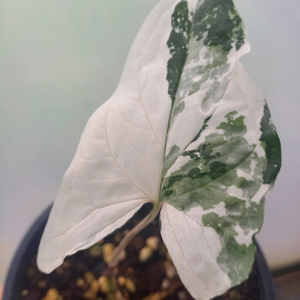 Products: Syngonium podophyllum 'Albo' M 15cm - The Little Things