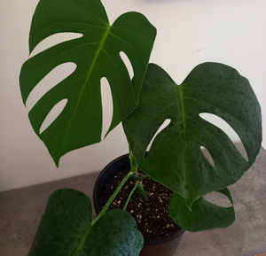 Products: Monstera Deliciosa XL 26cm - The Little Things