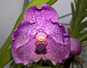 Products: Black/ Purple Vanda coerulea hybrid orchid seedling S 7cm - The Little Things