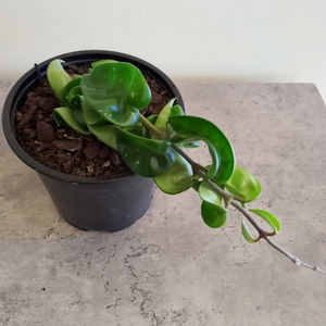 Products: Hoya 'Hindu Rope' M 12cm - The Little Things