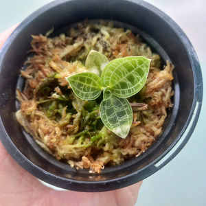 Products: Macodes petola 'Jewel orchid' XS 7cm - The Little Things