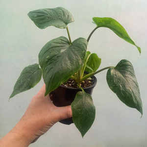 Homalomena rubescens 'Constellation' (rare) S 10cm - The Little Things
