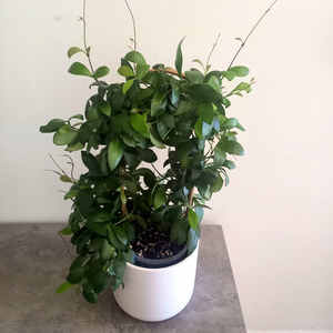 Products: Hoya bilobata L 12cm - The Little Things