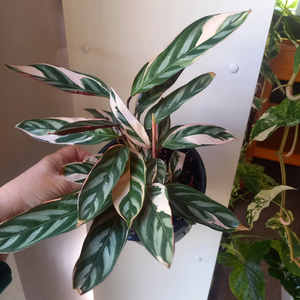 Products: Ctenanthe Tricolour M 15cm - The Little Things