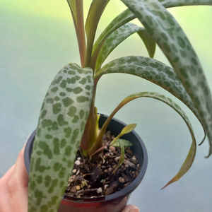 Products: Ledebouria socialis 'Silver Squill' M 10cm Nursery Pot - The Little Things