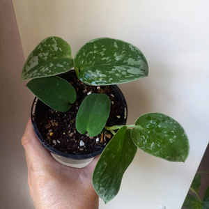 Products: Scindapsus 'Silvery Ann' M 10cm - The Little Things