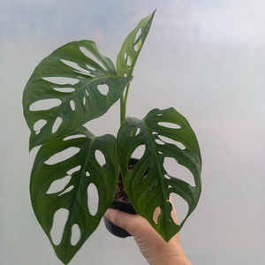Monstera adansonii Monkey Mask S 10cm - The Little Things