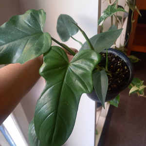 Philodendron bipennifolium Fiddle Leaf M 15cm - The Little Things