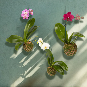 Flowering Orchid Kokedama