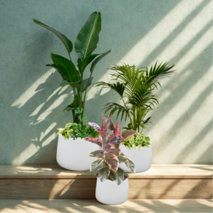 The Signature Plant Hire Package