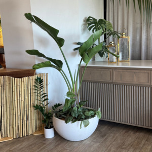 Large Living Installations: Bird’s Verdant Vista