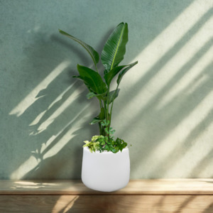 Large Living Installations: Tropical Tandem