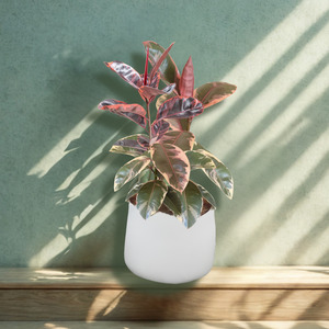 Ruby Ficus in White Planter