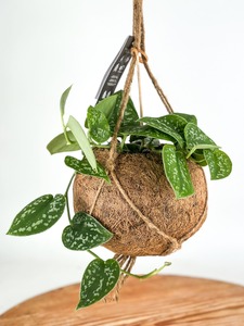 Products: Kokodama hanging Satin Pothos (Scindapsus Pictus)