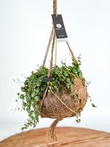 Kokodama hanging String of Turtles (Perperomia prostra)