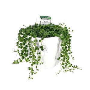 String of Pearls (Senecio Rowleyanus)