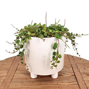 String of Turtles (Peperomia Prostrata)