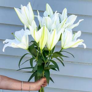 Bunch of Lilies