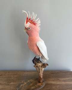 Pink Cockatoo