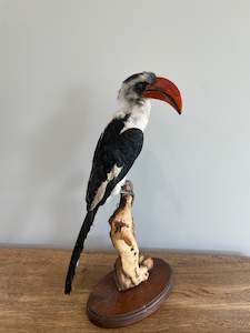 Von Decken’s Hornbill