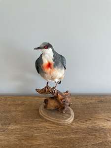 Taxidermy Birds: Bleeding Heart Pigeon