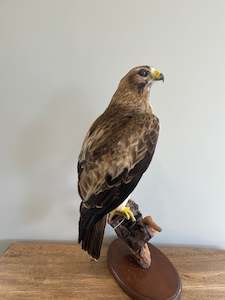 Taxidermy Birds: Booted Eagle