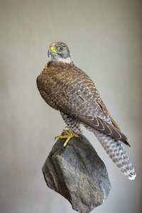 Gyrfalcon