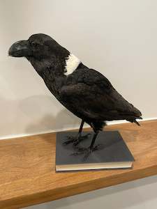 Taxidermy Birds: Pied Raven