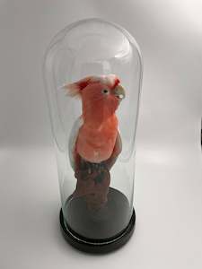Pink Cockatoo in Antique Glass Dome