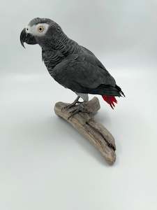 African Grey Parrot